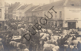 Jodoigne/Geldenaken - Marché Au Bétail - Carte Photo Originale!!   (C2614) - Jodoigne