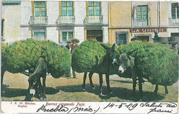 24377-MEXICO-VINTAGE POSTCARD-ETHNIC POSTCARD:DONKEYS/BURROS CARGADOS DE PAJA - America