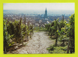 67 DAMBACG La Ville Dans Le Vignoble Vin Vigne Eglise Saint Etienne Altertümlicher Weinort Photo Kugler édit RIBO - Dambach-la-ville