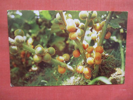Fruit Of Naranjilla Costa Rica  Has  Overprint Stamp Stamp  & Cancel    Ref 5786 - Costa Rica