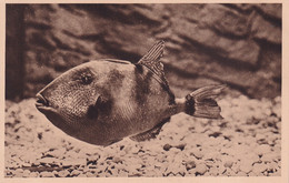 MONACO(AQUARIUM) POISSON - Oceanographic Museum