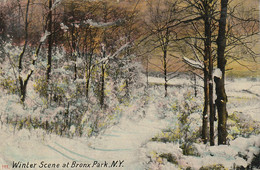 New York Bronx Park Winter Scene 1909 - Bronx