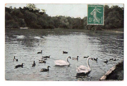 CPA 3289 - 75 / PARIS / Bois De Boulogne - Cygnes Et Canaris Sur Les Lacs - Autres & Non Classés