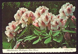 AK 081460 USA - Washington - Rhododendron - Washington State Flower - Tacoma