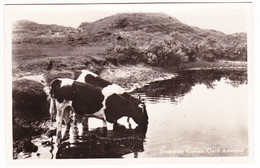 Ameland Oerd - Drinkende Koeien - Ameland