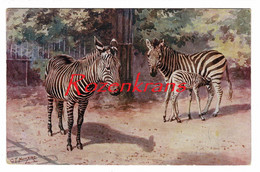CT Howard  Illustrator Illustrateur Zebra Zebre CPA Zoological Gardens London Zoo Dierentuin Tiergarten - Zèbres