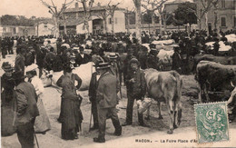 Macon La Foire Place D'armes Bovin Vache - Foires