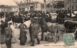 Macon La Foire Place D'armes Bovin Vache - Ferias