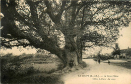 La Loupe * Rue Et Le Gros Chêne * Arbre - La Loupe