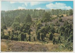 Lüneburger Heide, Schneverdingen, Niedersachsen - Schneverdingen