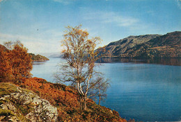 CPSM Loch Ness-Timbre      L1820 - Inverness-shire