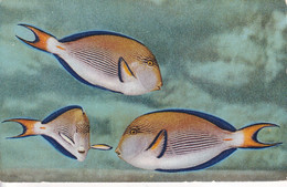 MONACO(AQUARIUM) POISSON - Ozeanographisches Museum