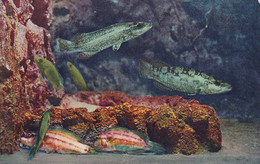 MONACO(AQUARIUM) POISSON - Oceanographic Museum