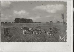 NOYERS SUR CHER - CHEVRES DANS LA PRAIRIE - Noyers Sur Cher