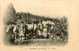 Lourdes * Environs * Les Vendanges * Vendangeurs Vignes Vin Vignoble * Attelage Boeufs - Lourdes