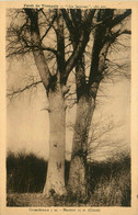 Tronçais * La Forêt * Arbre LES JUMEAUX - Andere & Zonder Classificatie