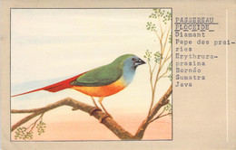 CPA OISEAU - Illustration D'un PAPE DES PRAIRIES - Passereau Ploceide - P SLUIS N°19 2 - Oiseaux