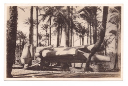 EGYPT // CAIRO // THE GIGANTIE STATUE OF RAMSES AT MEMPHIS - Sphynx