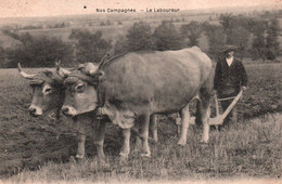 14345    ATTELAGE  Paire De BOEUFS  LABOUREUR  Charrue  Nos Campagnes     (Recto-verso) Bœufs - Equipos