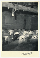 6 CPM - MAYRINHAGUES Près Villeneuve (Aveyron) - Jean Dournes - La Tonte Des Moutons - Claude Fagé N°89.196 à 89.201 - Other & Unclassified