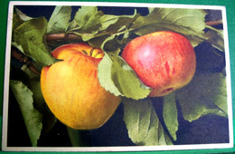 CPA PIRUS MALUS . POMME .  POMMES SUR BRANCHE . APFEL . APPLE   OLD PC - Piante Medicinali