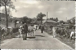 MONTENDRE LES PINS, La Petite Suisse Saintorgeaise - Montendre