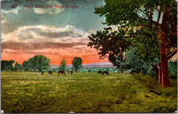 Nevada Ranch Scene Near Reno - Reno