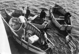 - Bretagne. - Au Retour De Pêche Aux Langoustes. - Scan Verso - - Pêche