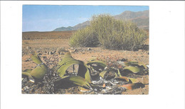 NAMIBIE SCENES OF NAMIBIA       ****  RARE       A  SAISIR **** - Namibia