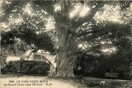 St Maur Des Fossés * Le Parc St Maur * Le Grand Chêne * Arbre - Saint Maur Des Fosses