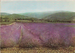 FRANCE - BASSES-ALPES - CHAMPS DE LAVANDE EN FLEURS - REFLETS DES ALPES PROVENCALES. - La Seyne-sur-Mer