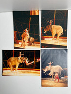 Cirque - Lot De 4 Photos Dompteur/Dresseur Eléphant QUAISER - Circus - Berühmtheiten