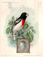 Chromo The American Singer Series Machine à Coudre Sewing Machine Oiseau Bird Uccello Rose-Breasted Grosbeak 1898 N°1 - Other & Unclassified