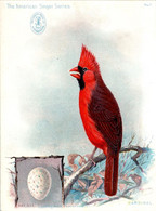 Chromo The American Singer Series Machine à Coudre Sewing Machine Oiseau Bird Uccello Cardinal Année 1898 N°7 TB.Etat - Sonstige & Ohne Zuordnung