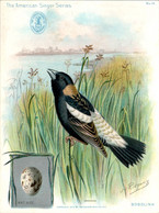 Chromo The American Singer Series Machine à Coudre Sewing Machine Oiseau Bird Uccello Bobolink Année 1898 N°10 TB.Etat - Andere & Zonder Classificatie