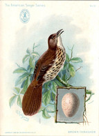 Chromo The American Singer Series Machine à Coudre Sewing Machine Oiseau Bird Uccello Brown Thrasher Année 1898 N°13 - Andere & Zonder Classificatie