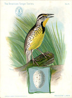 Chromo The American Singer Series Machine à Coudre Sewing Machine Oiseau Uccello Meadow Lark Année 1898 N°16 TB.Etat - Andere & Zonder Classificatie