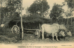 Yonne * L'exploitation Des Bois En Bourgogne * Le Chargement Des Fagots * Attelage De Boeufs * Travail En Forêt Bois - Otros & Sin Clasificación