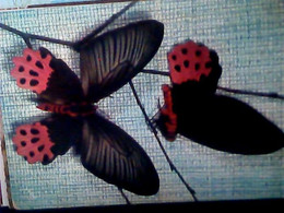 FARFALLE PAPILLON EXOTIQUES  PAPILIO HORISHANUS   VB1969 IX2725 - Papillons