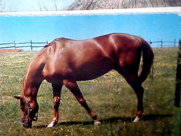 HORSE CAVALLO  N1975 IX2735 - Pferde