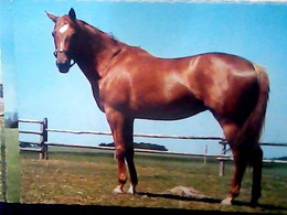 HORSE CAVALLO  N1975 IX2737 - Pferde