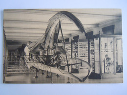 Bruxelles Musée D'historie Naturelle 10 Squelette Le Crâne De La Baleine Franche Mers Arctiques Circulée 1934 Nels - Musées