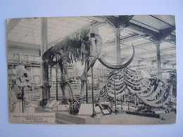 Bruxelles Musée D'histoire Naturelle 6 Le Mammouth Squelette Circulée 1916 - Musées