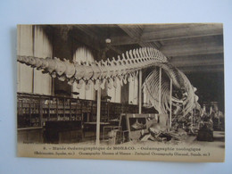 8 Musée Océanographic De Monaco Zoologique Baleinoptère, Squales Rorqual Edit Giletta - Musée Océanographique