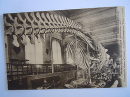 Musée Océanographic De Monaco Zoologique Baleinoptère Whale Edit Giletta Carte De Carnet - Museo Oceanográfico