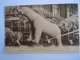 10 Musée Océanographic De Monaco Zoologique Ours Blanc Cachalots White Bear Edit Giletta Cp De Carnet - Ozeanographisches Museum