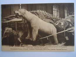 10 Musée Océanographic De Monaco Zoologique Ours Blanc Cachalots White Bear Edit Giletta Cp De Carnet - Oceanographic Museum