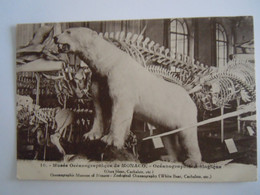 10 Musée Océanographic De Monaco Zoologique Ours Blanc Cachalots White Bear Edit Giletta - Museo Oceanografico