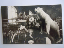 3 Musée Océanographic De Monaco Zoologique En Premier Plan Cachalot Et Ours Blanc Circulée 1949 - Oceanographic Museum