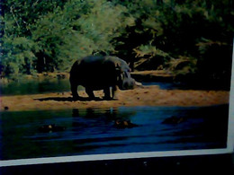 SUD AFRICA IPPOPOTAMO  HIPPO VB1969  IX2765 - Nijlpaarden